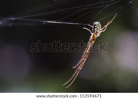 spider is hanging on the web in the forest