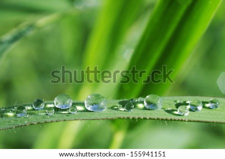 rain dew droplets on the grass leaf