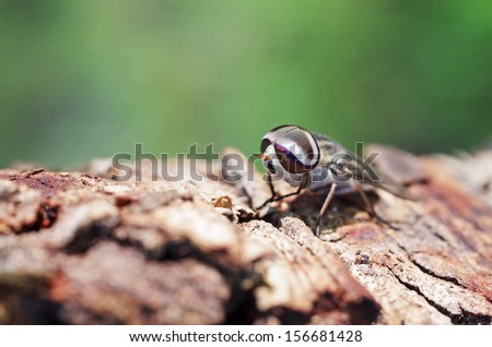 close up of a gadfly is staying on tree bark