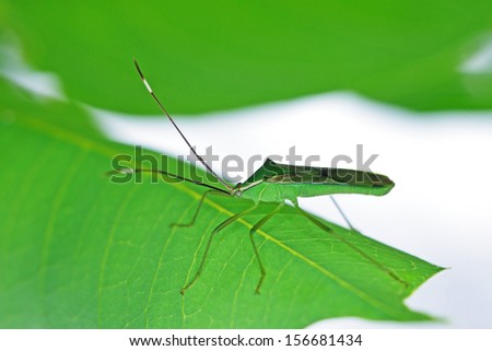 green hemipteran bug is staying on the leaf