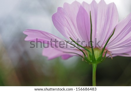 close up of the lower view cosmos flower