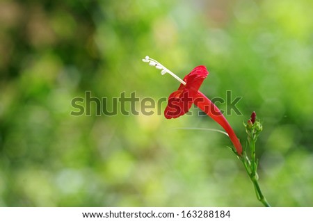 red wild flower in the rain forest