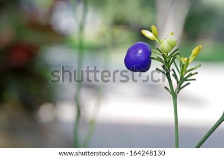 blue fruit of plant in garden