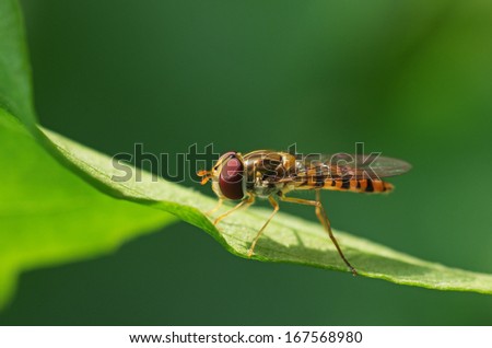 side view of a hover fly on the tree leaf