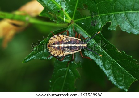 young Squash Bug is resting on the green leaf