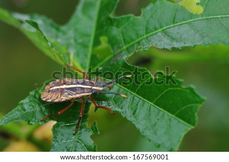 side view of young Squash Bug is resting on the green leaf