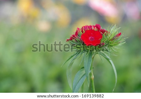 Red Sweet william flower in the garden