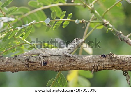 oriental garden lizard on tree branch