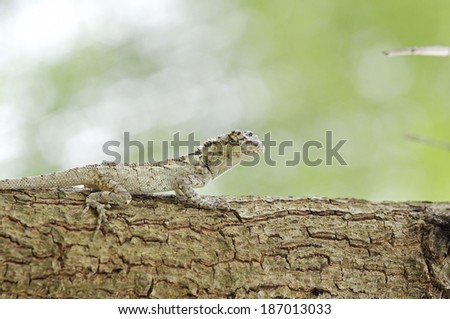 oriental garden lizard is standing on the tree bark