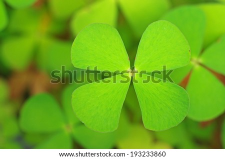 clover leaf close up in the tropical garden