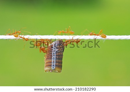Teamwork of weaver ants carrying the piece of millipede exoskeleton on the thread