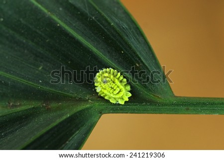 scale insect is attaching on the tree leaf