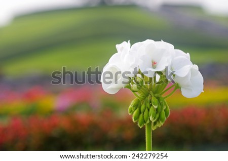 white geranium flowers with the flower field background