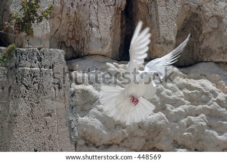 A dove flying from the wailing wall.