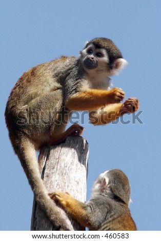 Beautiful Monkey Pictures
