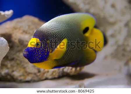 Tropical Fish angel-fish.