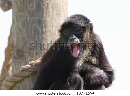 Monkey shows its long tongue.