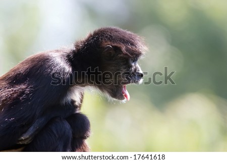 Monkey shows its long tongue.