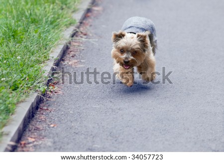 Funny dog fun runs on asphalt