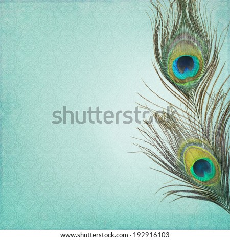 Vintage background with peacock feathers