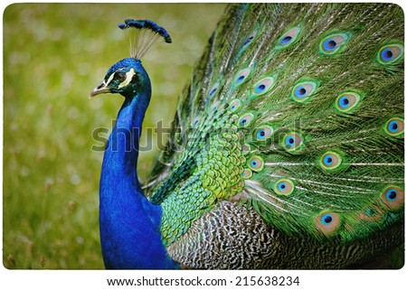 Colorful peacock background