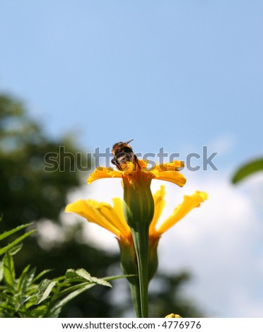 Gadfly on yellow flower preparing to fly.