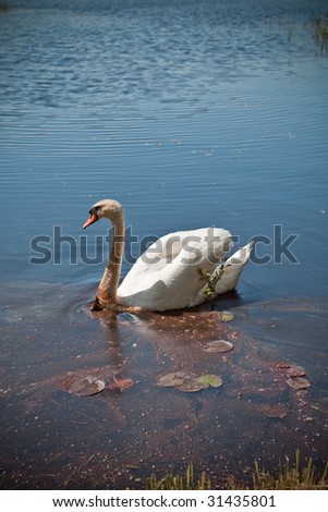 Swan on the contaminated water