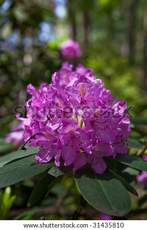 Rhododendron flowers at polish nature monument - close-up