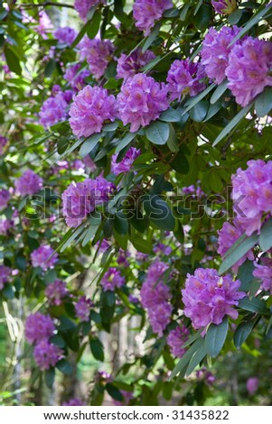 Rhododendron flowers at polish nature monument
