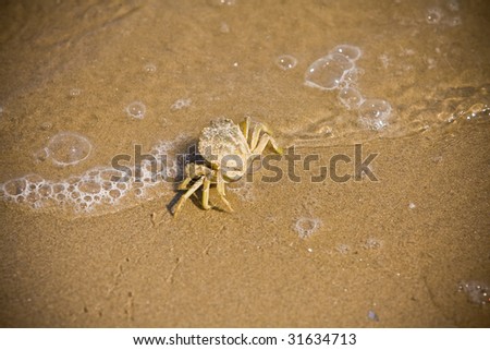 Crab stepping out the water