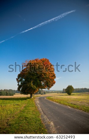Beautiful fall scene on curved road with colorful leaves on trees and in the road