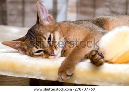Purebred abyssinian cat lying at cat furniture