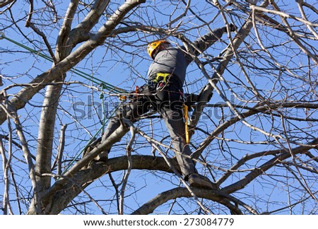 Tree Climber Pruning Branches