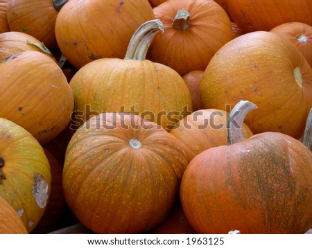 Pumpkins awaiting their holiday, Halloween