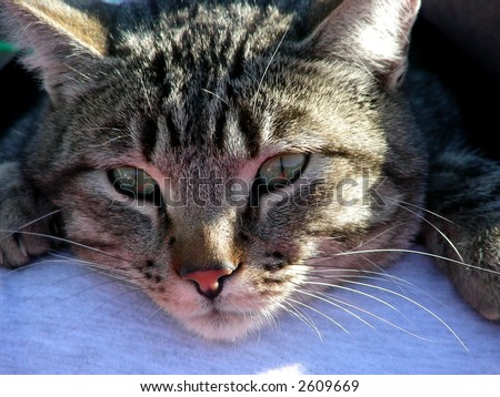 Pet cat draped over owner\'s shoulder