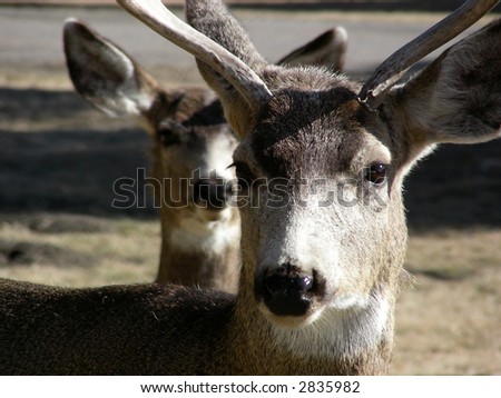 Inquisitive young male and female mule deer