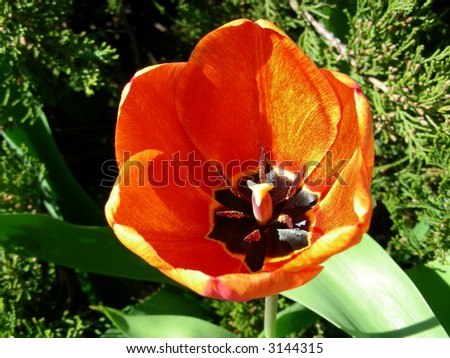 Flaming orange flower blooming among greenery in Spring