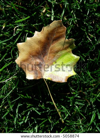 Colorful fallen leaf among blades of grass