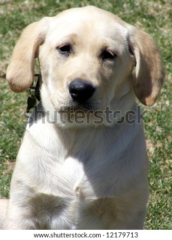 Pure bred Labrador Retriever puppy on a beautiful day