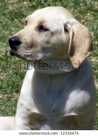 Pure bred Labrador Retriever puppy showing his best side