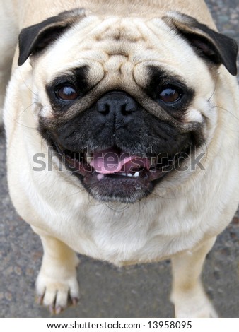 Pure bred Pug mugging for the camera