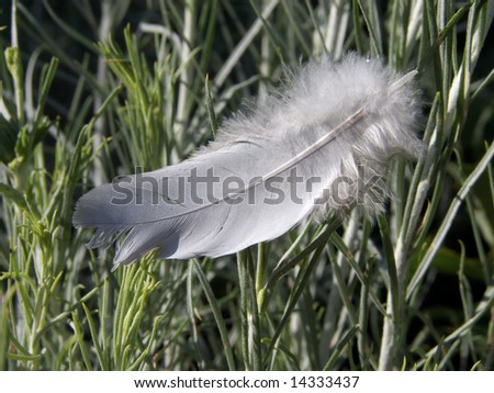Fallen bird feather nestled in the brush