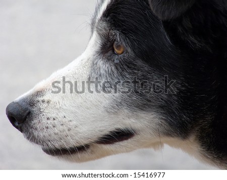Black and white dog watching and focusing intently