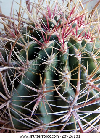 Prickly pear cactus in the Southwest desert United States