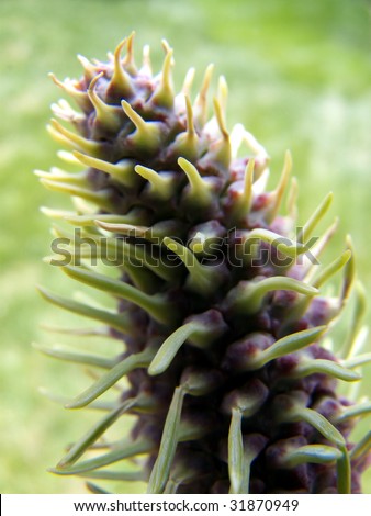 Purple and green pine cone in an early stage of growth