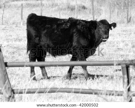 Black cow with eyes closed and tongue sticking out at passers by