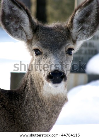 Curious baby mule deer in the local cemetery during winter