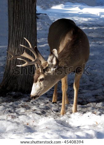 Antlered mule deer foraging for food in the sun and snow