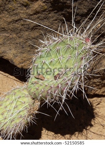 Prickly Pear Cactus grown from red rock in the Southwest desert