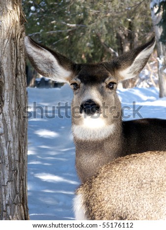 Female mule deer gazing out from \